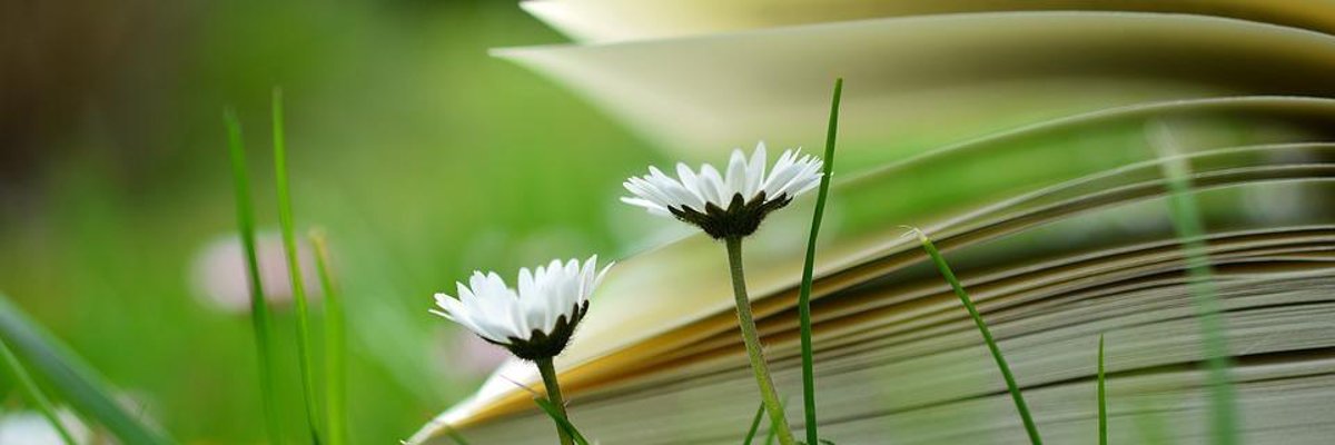 Bücher liegen im Gras, davor ein Gänseblümchen