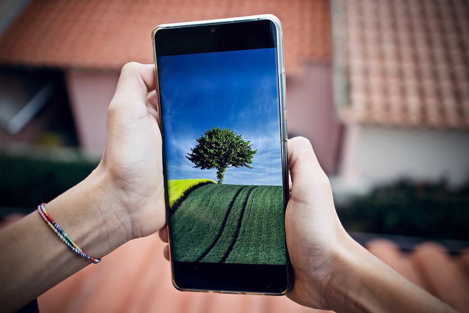 2 Hände halten Smartphone in der Hand - auf dem Bildschirm ist ein Foto eines Baumes zu sehen