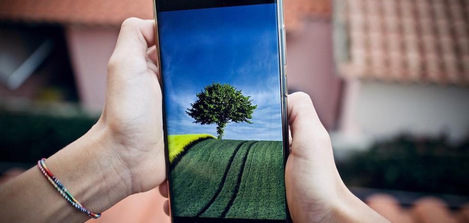 2 Hände halten Smartphone in der Hand - auf dem Bildschirm ist ein Foto eines Baumes zu sehen