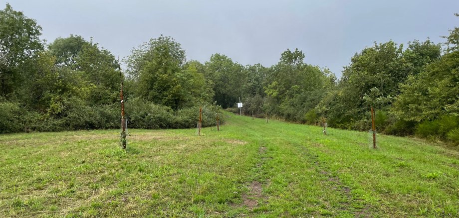 Streuobstwiese der Kreisverwaltung Kusel mit 15 Obstbäumen